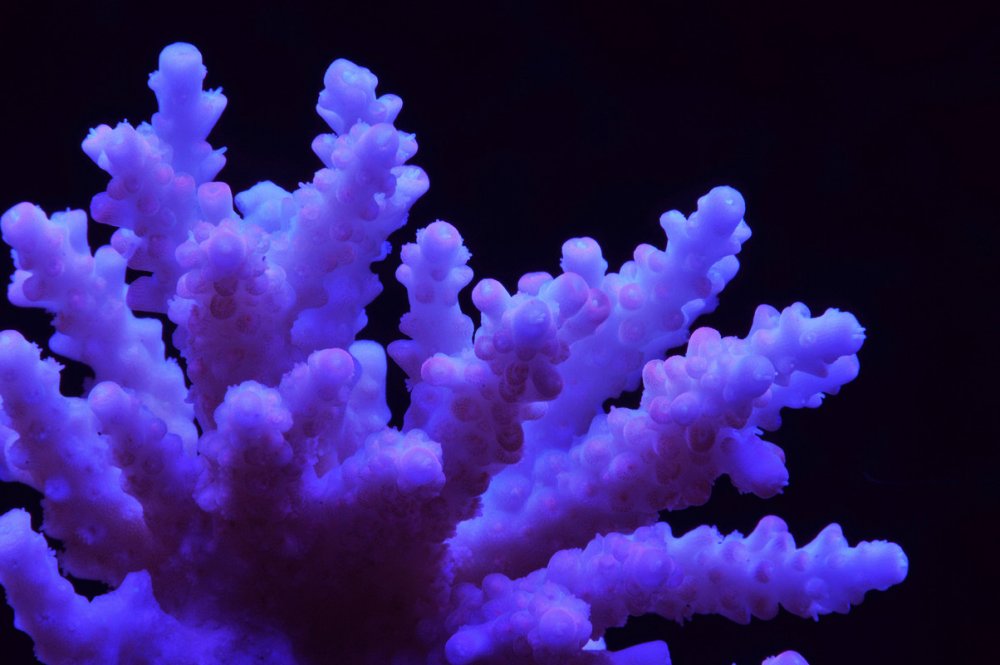 Acropora-4.jpg