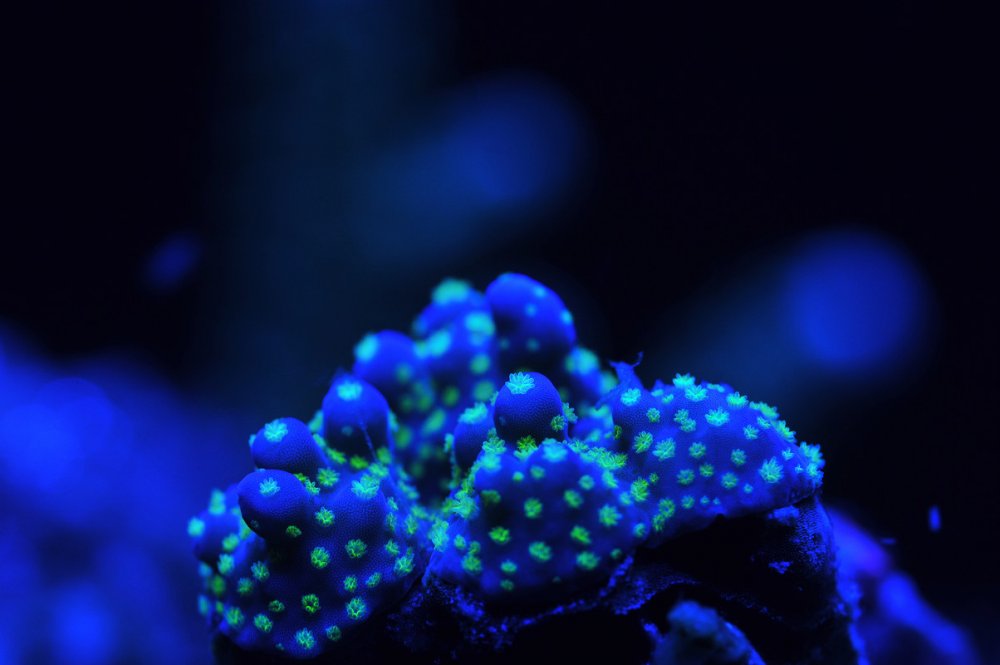Acropora-8.jpg
