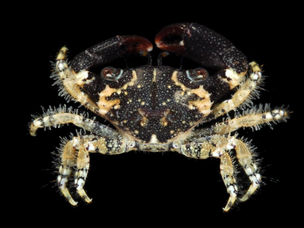 Chlorodiella nigra_Ningaloo 2010_NING 0135