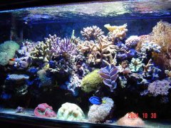 Moje akwarium 300 litrowe