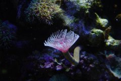 2-euphylia ancora.jpg