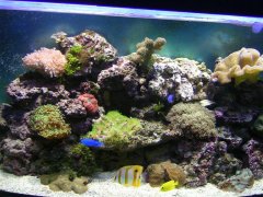 712-scolymia i jej polipy.jpg