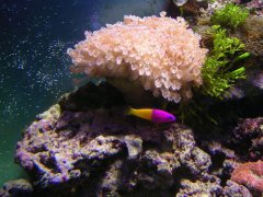 712-pensetnik - kat na aiptasie.jpg