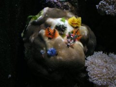 270-porites.jpg