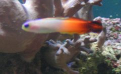301-anthias.jpg