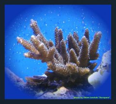 270-acropora.jpg