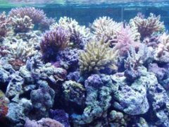 rafa 1500l na zeovit system