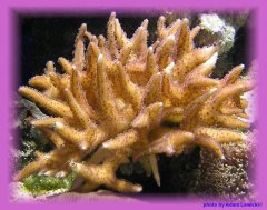 270-seriatopora1.jpg