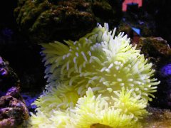 428-aqwa lila 028.jpg