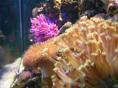 428-aqwa lila 039.jpg