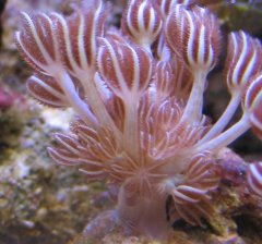 1144-xenia rozlozona.jpg