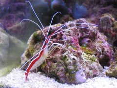 1144-akwarium z krewetka.jpg