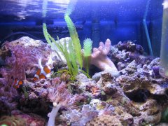 1144-male 30l lewe 2.jpg