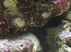 1144-kokony 2 dzien.jpg