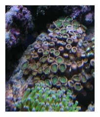 270-epizoanthusy zielone.jpg