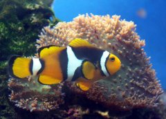 1274-amphiprion.jpg