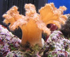 1144-rozwiniety koral.jpg