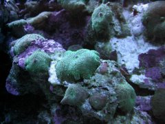 1144-sacro i babka nocne 25.03.jpg