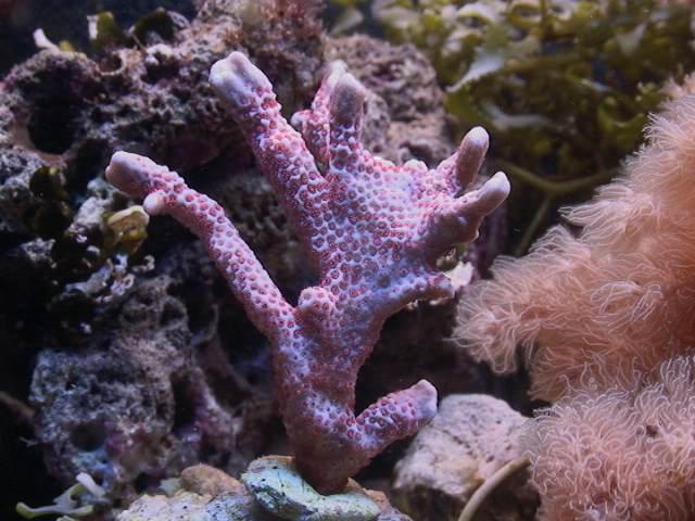 koralowce i inne stwory w akwarium :)