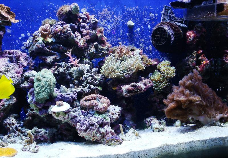 Z nowymi koralami po 3,5 miesiąca