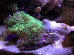 Pachyclavularia violacea