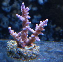 kor5