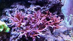 Rsz Psx 20141205 184248