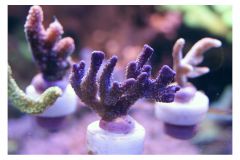 montipora digitata blue