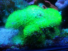 CameraZOOM 20161103183553249