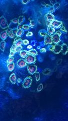 Zoa 2