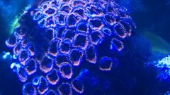 Zoa 1