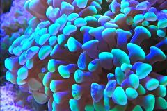 WP 20151109 11 30 09 Rich