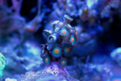 Zoa