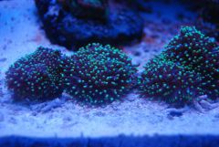 Rhodactis