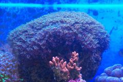 Tubipora