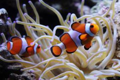 clownfish And anemone