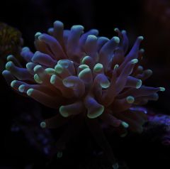 hamer branched coral