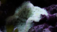 mini-maxi carpet anemone