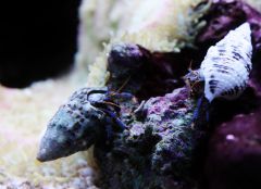 Micro Blue Leg Hermit Crabs