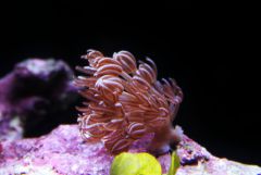 Red pulsing xenia