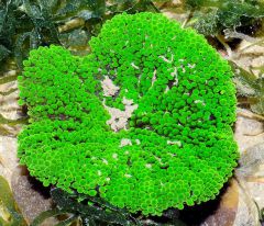 Stichodactyla tapetum