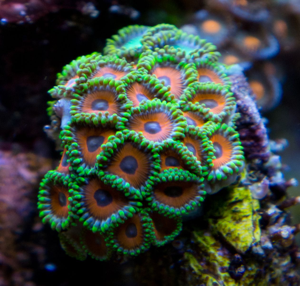 Nano Reef Tank