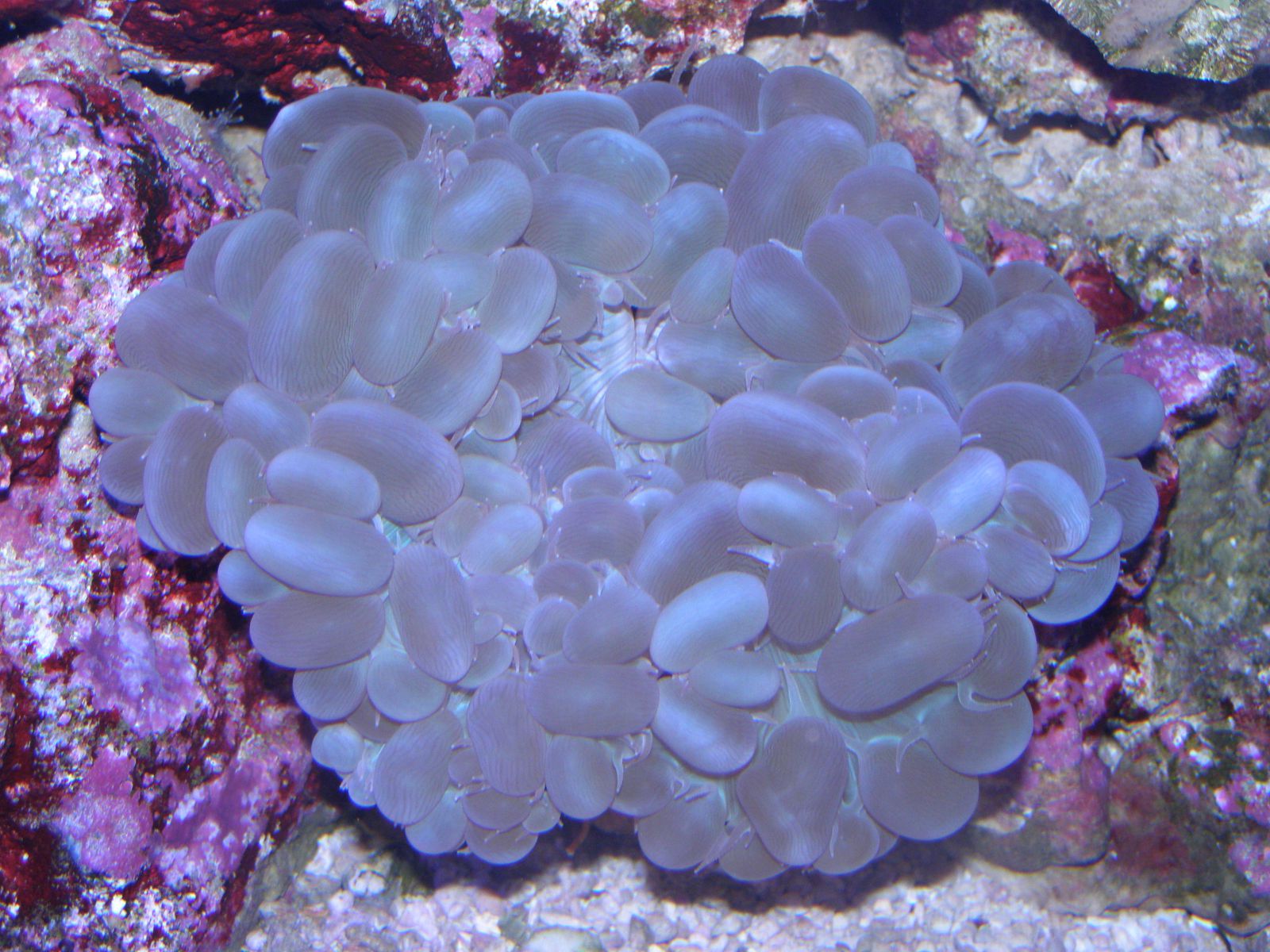 moje korale
