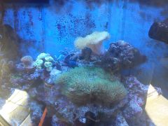 reefmax05