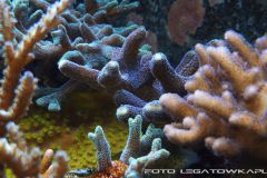 akwa 2012 09 25 p106