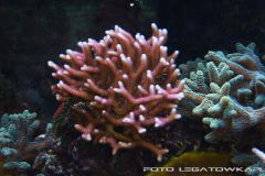 akwa 2012 09 25 p107