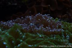 akwa 2012 09 25 p109