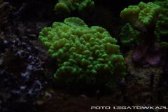 akwa 2012 09 25 p103