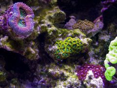 zoa