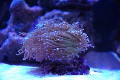 s0.zmniejszacz.pl DSC 0332 zmniejszacz Pl 740415